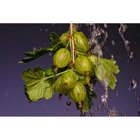 Stachelbeere Black Modern Wood Framed Art Print by Riedt, Kirsten