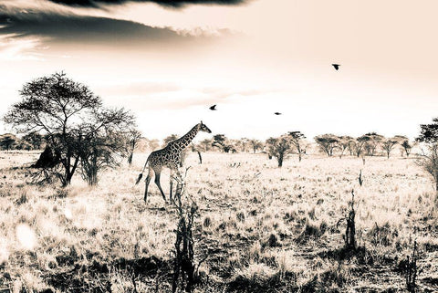 Giraffe White Modern Wood Framed Art Print with Double Matting by Seifinger, Toby