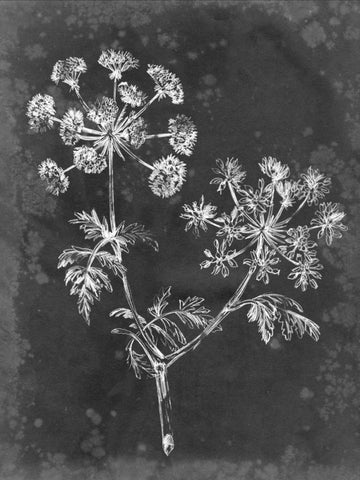 Slate Floral I White Modern Wood Framed Art Print with Double Matting by Harper, Ethan