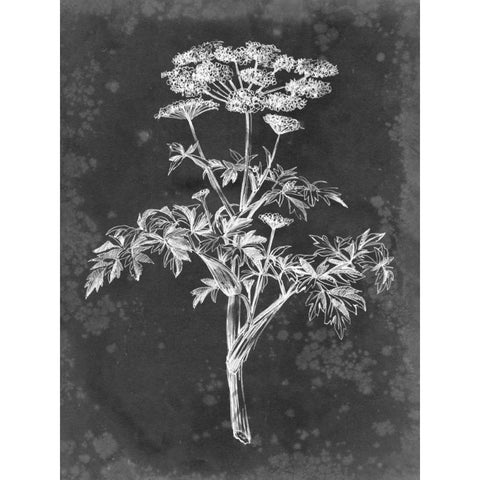 Slate Floral II Black Modern Wood Framed Art Print with Double Matting by Harper, Ethan