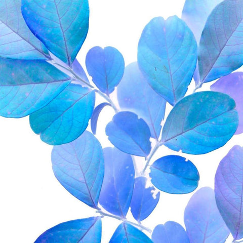 Xray Leaves I White Modern Wood Framed Art Print by Vision Studio