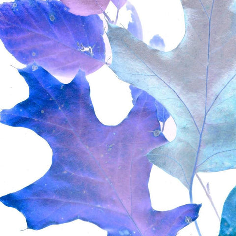 Xray Leaves II White Modern Wood Framed Art Print by Vision Studio