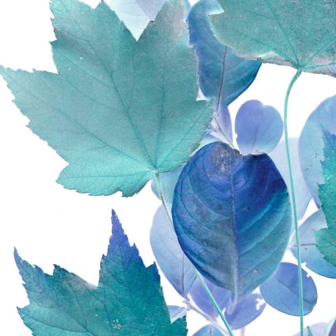 Xray Leaves IV White Modern Wood Framed Art Print by Vision Studio