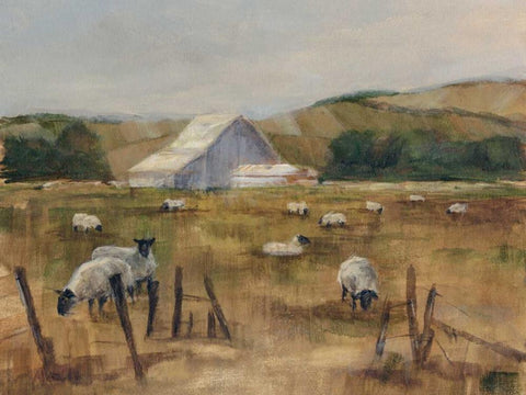 Grazing Sheep I Black Ornate Wood Framed Art Print with Double Matting by Harper, Ethan