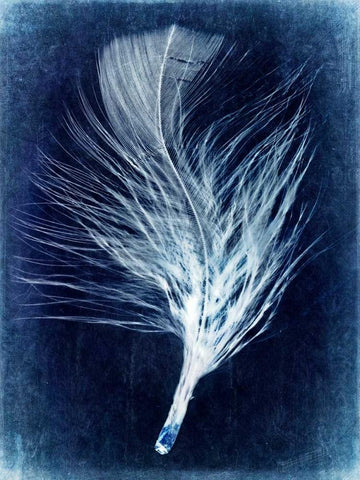 Inverted Feather III White Modern Wood Framed Art Print with Double Matting by Malek, Honey