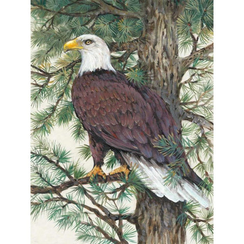 Eagle in the Pine Black Modern Wood Framed Art Print with Double Matting by OToole, Tim