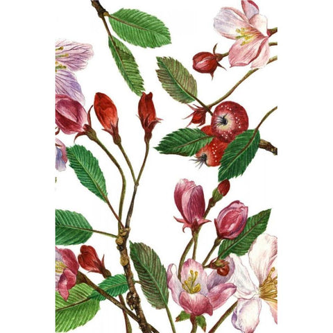 Malus Melliana II White Modern Wood Framed Art Print by Wang, Melissa