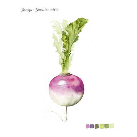 Root Vegetable VI Black Modern Wood Framed Art Print by Popp, Grace