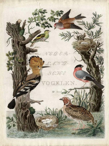 Woodpecker Sanctuary Black Ornate Wood Framed Art Print with Double Matting by Nozeman