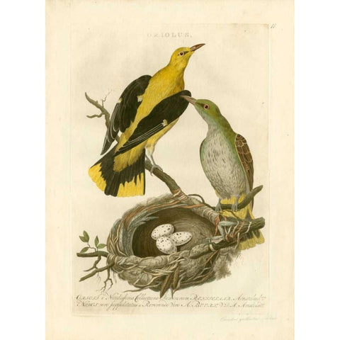 Nozeman Birds and Nests II Gold Ornate Wood Framed Art Print with Double Matting by Nozeman
