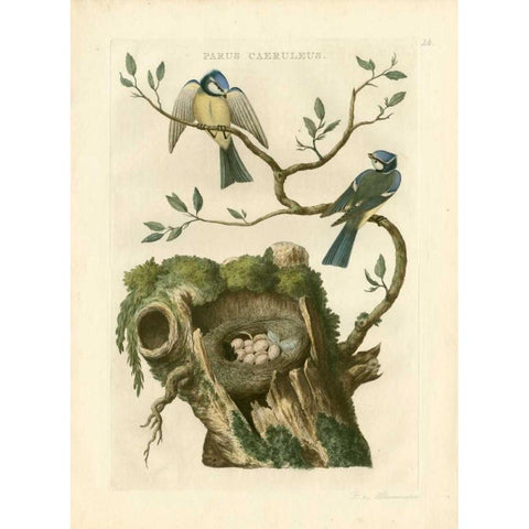 Nozeman Birds and Nests III Black Modern Wood Framed Art Print with Double Matting by Nozeman