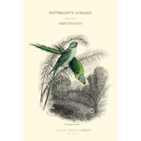 The Naturalists Library I White Modern Wood Framed Art Print by Lizars, W.H.