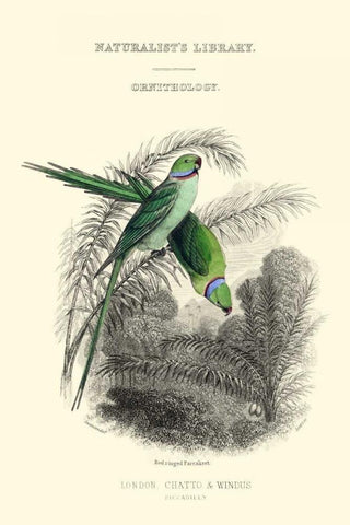 The Naturalists Library I White Modern Wood Framed Art Print with Double Matting by Lizars, W.H.