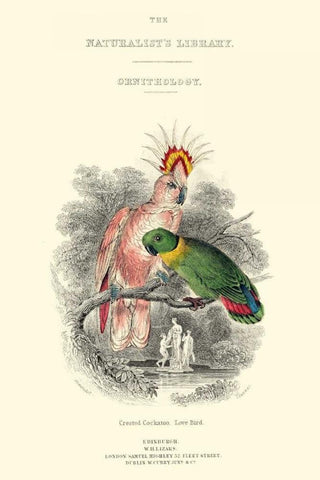 The Naturalists Library II White Modern Wood Framed Art Print with Double Matting by Lizars, W.H.