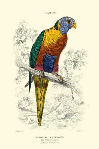 The Naturalists Library III White Modern Wood Framed Art Print with Double Matting by Lizars, W.H.