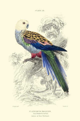 The Naturalists Library IV White Modern Wood Framed Art Print with Double Matting by Lizars, W.H.