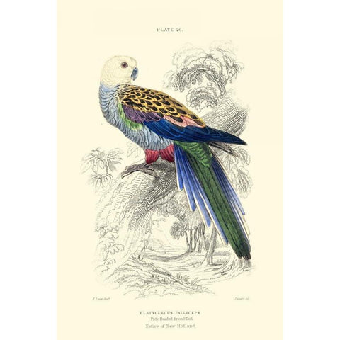 The Naturalists Library IV White Modern Wood Framed Art Print by Lizars, W.H.