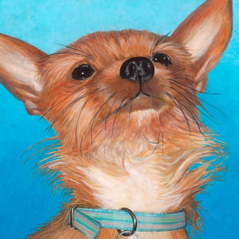 Dlynns Dogs - Gratitude White Modern Wood Framed Art Print with Double Matting by Roll, Dylnn