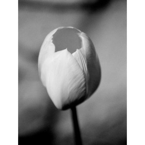 Floral Portrait I Black Modern Wood Framed Art Print by Pica, Jeff