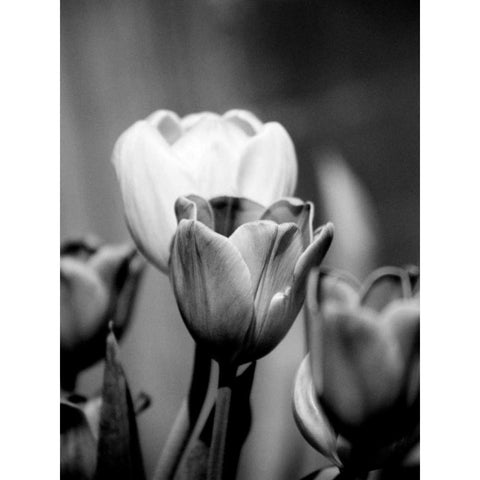 Floral Portrait II Black Modern Wood Framed Art Print by Pica, Jeff