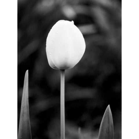 Floral Portrait III Black Modern Wood Framed Art Print with Double Matting by Pica, Jeff