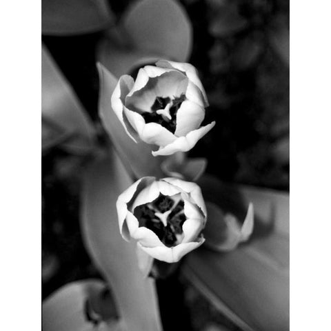 Floral Portrait IV Gold Ornate Wood Framed Art Print with Double Matting by Pica, Jeff