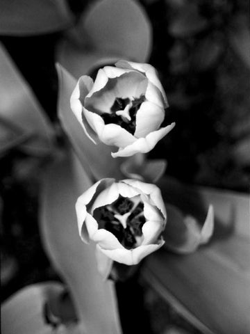 Floral Portrait IV White Modern Wood Framed Art Print with Double Matting by Pica, Jeff