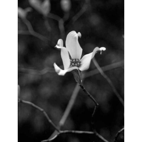 Floral Portrait V Black Modern Wood Framed Art Print by Pica, Jeff