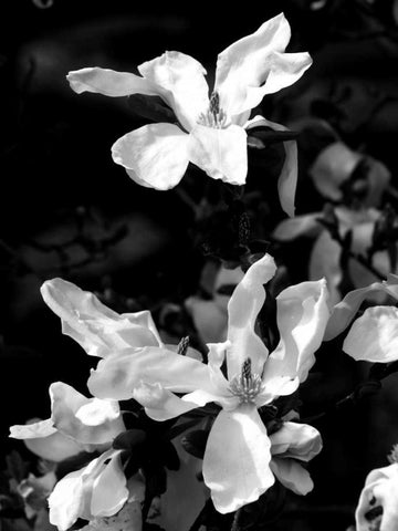 Floral Portrait VI White Modern Wood Framed Art Print with Double Matting by Pica, Jeff