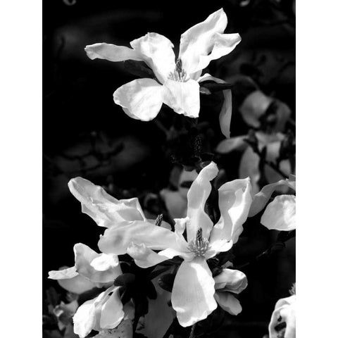 Floral Portrait VI White Modern Wood Framed Art Print by Pica, Jeff