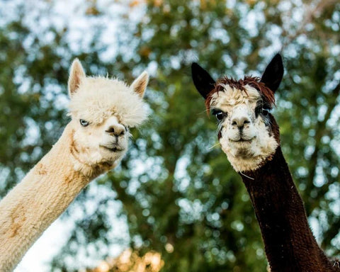 Alpaca Portrait III White Modern Wood Framed Art Print with Double Matting by Stockton, Tyler