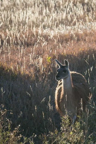 Llama Portrait VII White Modern Wood Framed Art Print with Double Matting by Stockton, Tyler