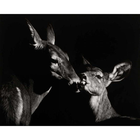 Scratchboard Mother Love #2 Gold Ornate Wood Framed Art Print with Double Matting by Chapman, Julie T.