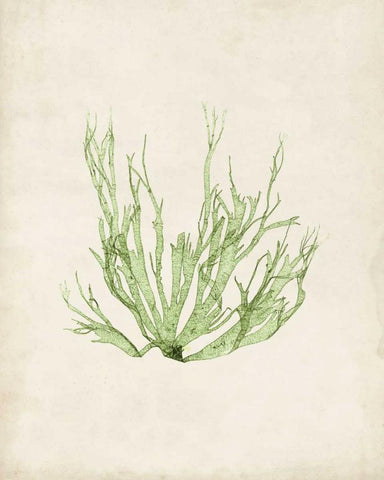 Peridot Seaweed IV White Modern Wood Framed Art Print with Double Matting by Vision Studio