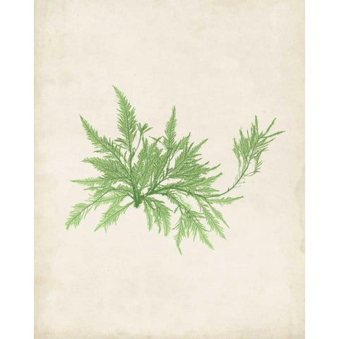 Peridot Seaweed V Gold Ornate Wood Framed Art Print with Double Matting by Vision Studio