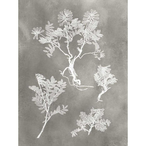 Herbarium Study II Black Modern Wood Framed Art Print with Double Matting by Vision Studio
