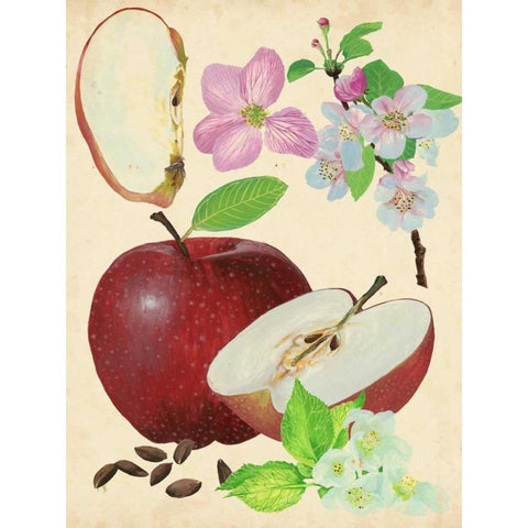 Apple and Blossom Study I Black Modern Wood Framed Art Print with Double Matting by Wang, Melissa