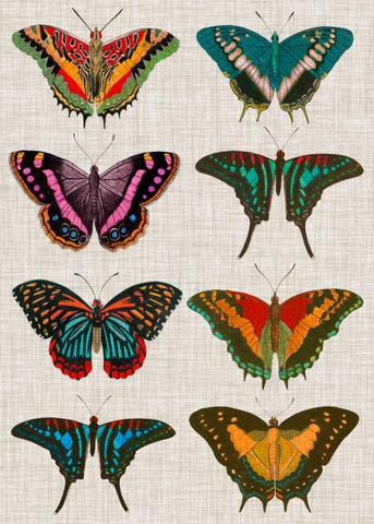 Polychrome Butterflies II White Modern Wood Framed Art Print with Double Matting by Vision Studio