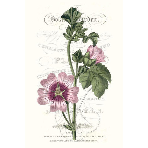 Flower Garden Varietals IV White Modern Wood Framed Art Print by Vision Studio