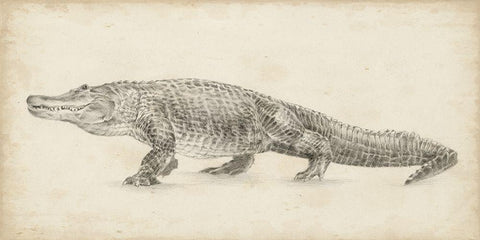 Alligator Sketch Black Ornate Wood Framed Art Print with Double Matting by Harper, Ethan