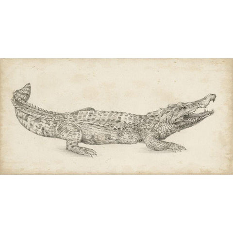 Crocodile Sketch Gold Ornate Wood Framed Art Print with Double Matting by Harper, Ethan