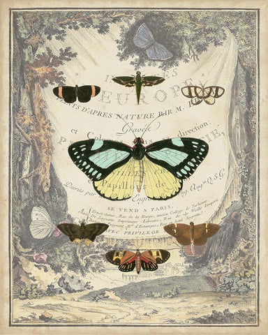 Vintage Butterfly Bookplate White Modern Wood Framed Art Print with Double Matting by Vision Studio