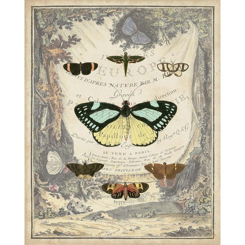 Vintage Butterfly Bookplate Gold Ornate Wood Framed Art Print with Double Matting by Vision Studio