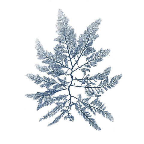 Navy Seaweed II White Modern Wood Framed Art Print by Vision Studio