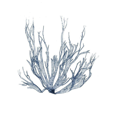 Navy Seaweed IV White Modern Wood Framed Art Print with Double Matting by Vision Studio