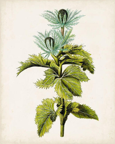 Antique Botanical Study III White Modern Wood Framed Art Print with Double Matting by Unknown