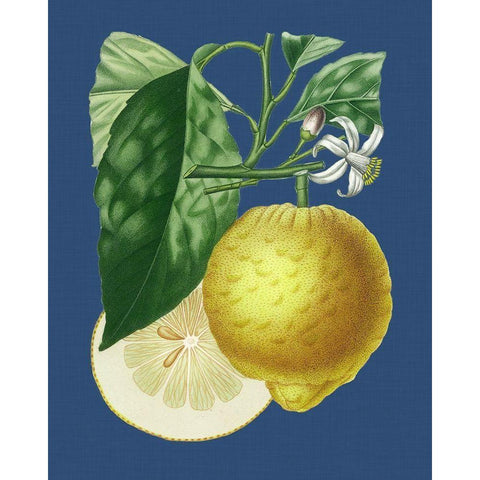 French Lemon on Navy I White Modern Wood Framed Art Print by Risso, A.
