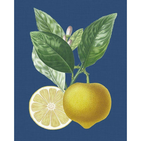 French Lemon on Navy II White Modern Wood Framed Art Print by Risso, A.