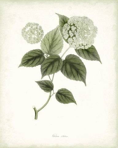 Sage Botanical I White Modern Wood Framed Art Print with Double Matting by Vision Studio