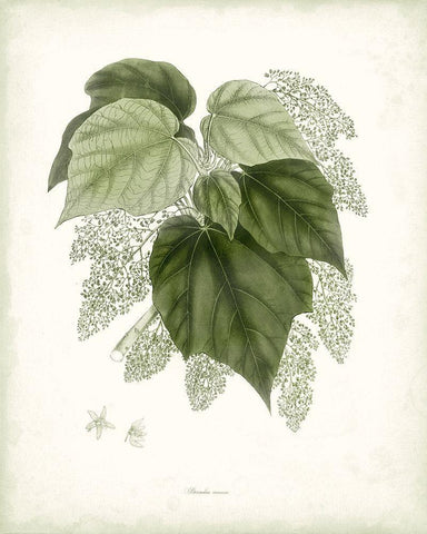Sage Botanical III Black Ornate Wood Framed Art Print with Double Matting by Vision Studio
